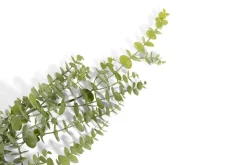 XOOON Eucalyptus Hanging Vine in de kleur Groen - COCOmaison^ Woonaccessoires